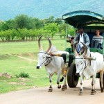 Bullock cart at thekkady farm stay